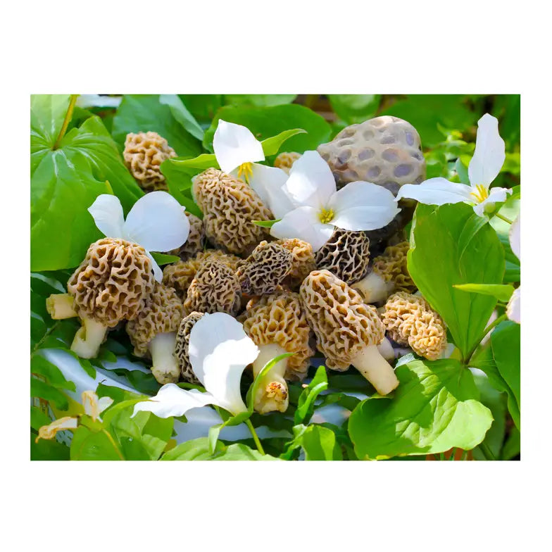 The Great Morel Puzzle
