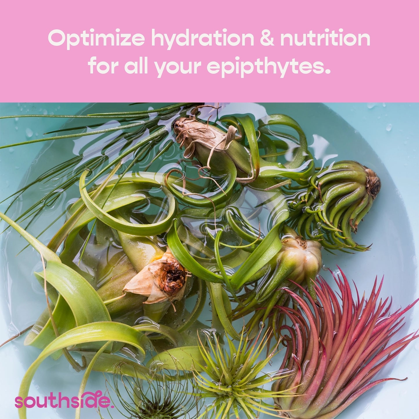 Air Plant Fertilizer Spray and Soak Concentrate 1 oz