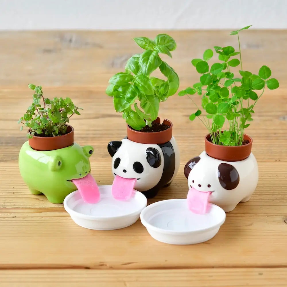 Peropon Grow Kit Frog - Peppermint