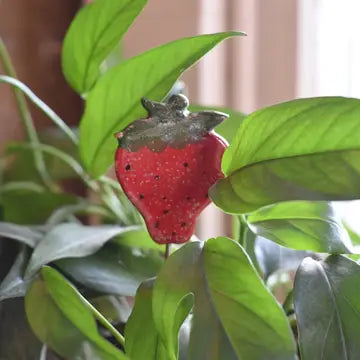 Plant Buddy - Strawberry