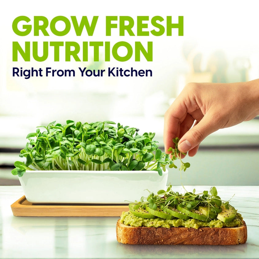Ceramic Microgreens Growing Kit