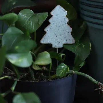 Plant Buddy-  Evergreen Tree