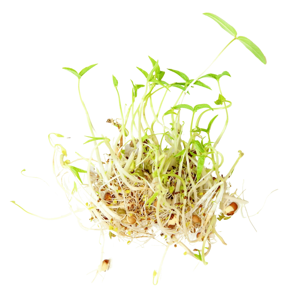 Organic Beans + Greens Sprouting Seeds 4oz