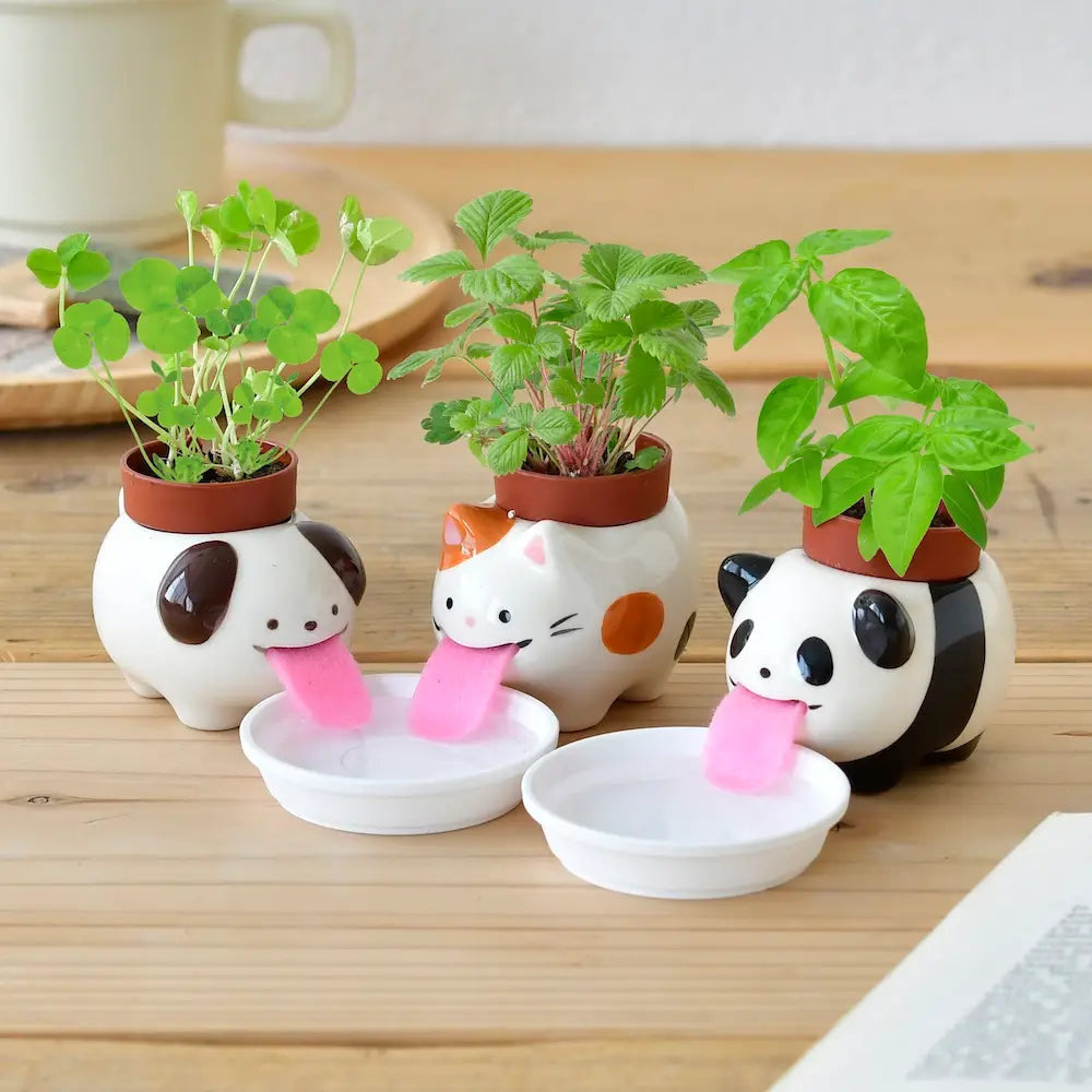 Peropon Grow Kit Cat - Wild Strawberry