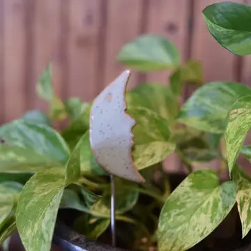 Plant Buddy - Moon