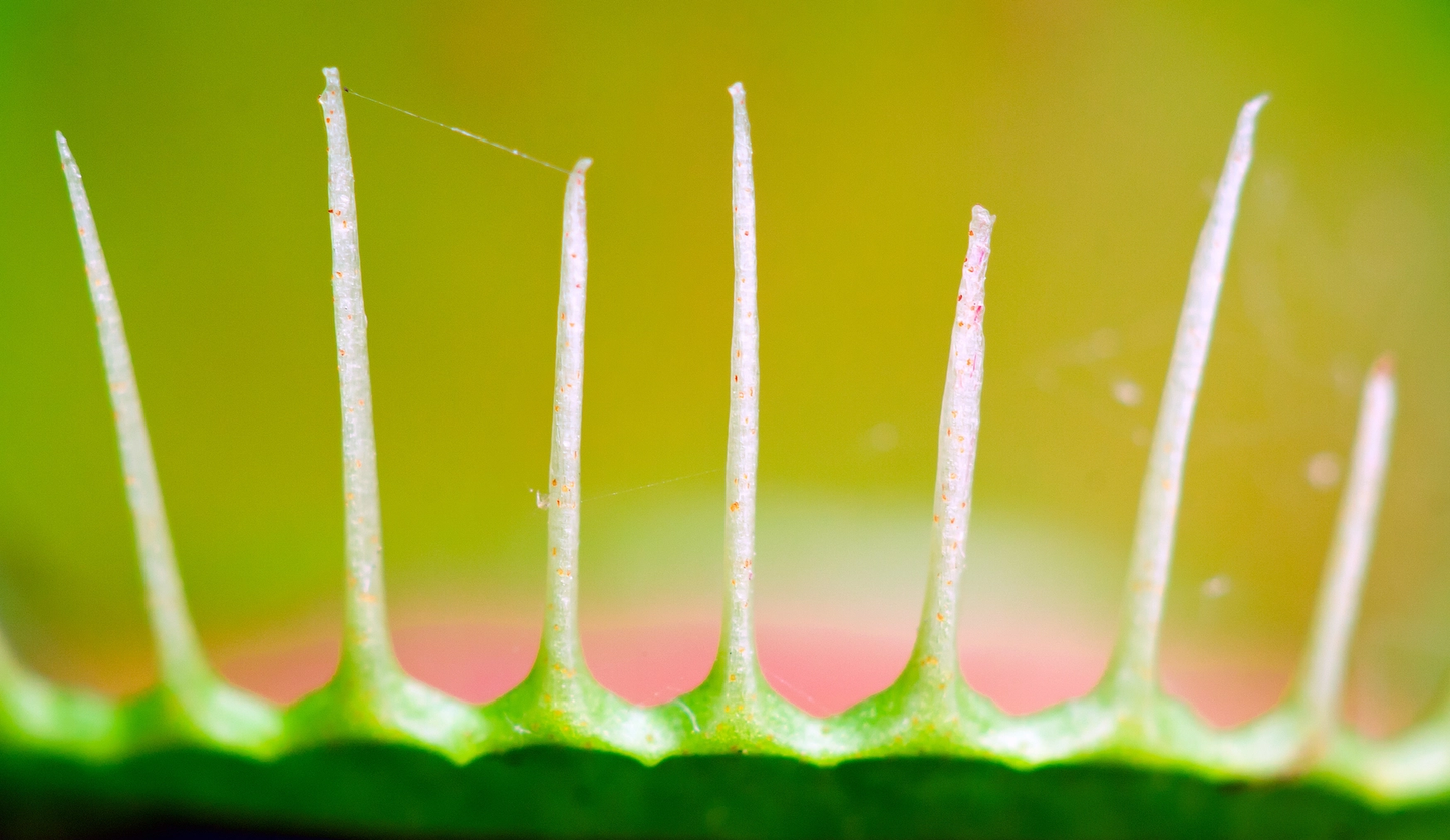Venus Flytrap Seed Grow Kit