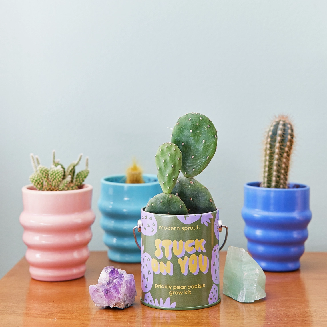 Stuck on You Prickly Pear Grow Kit