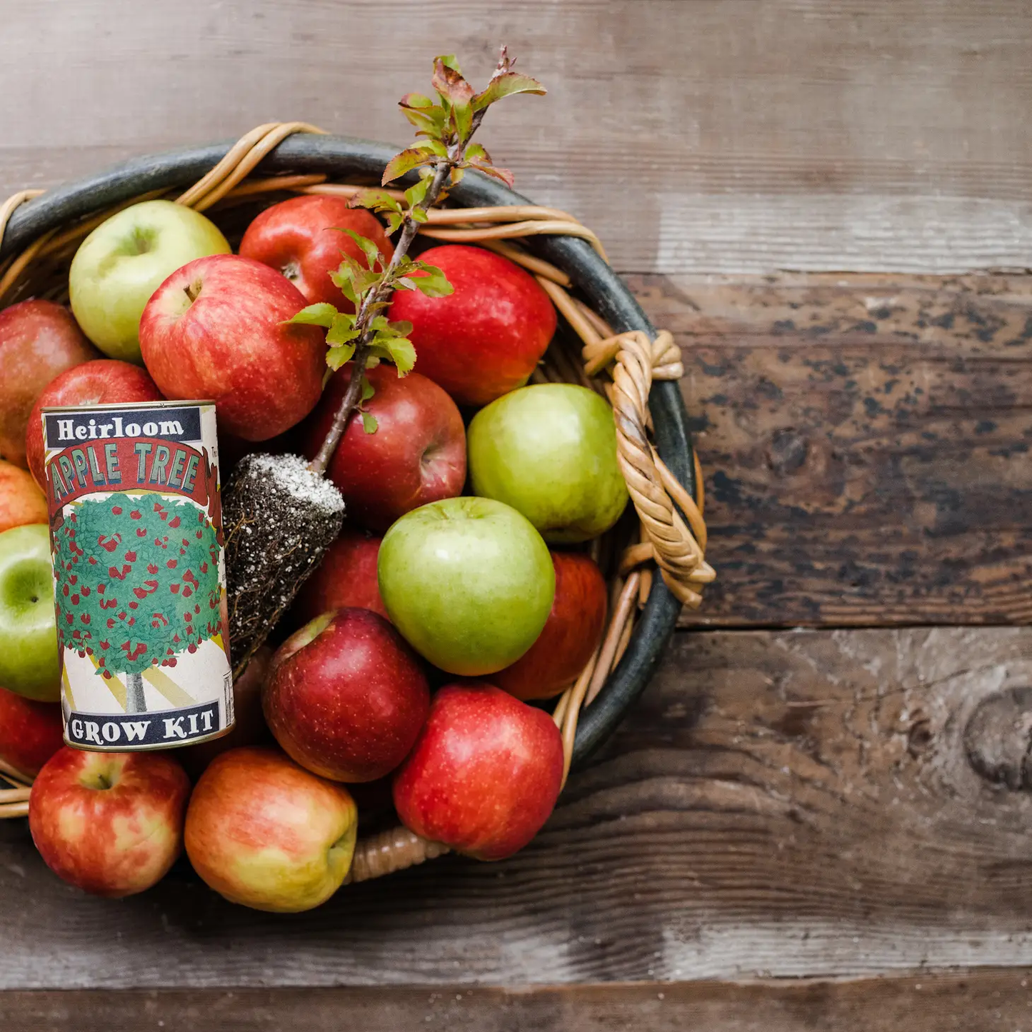 Apple Tree Seed Grow Kit