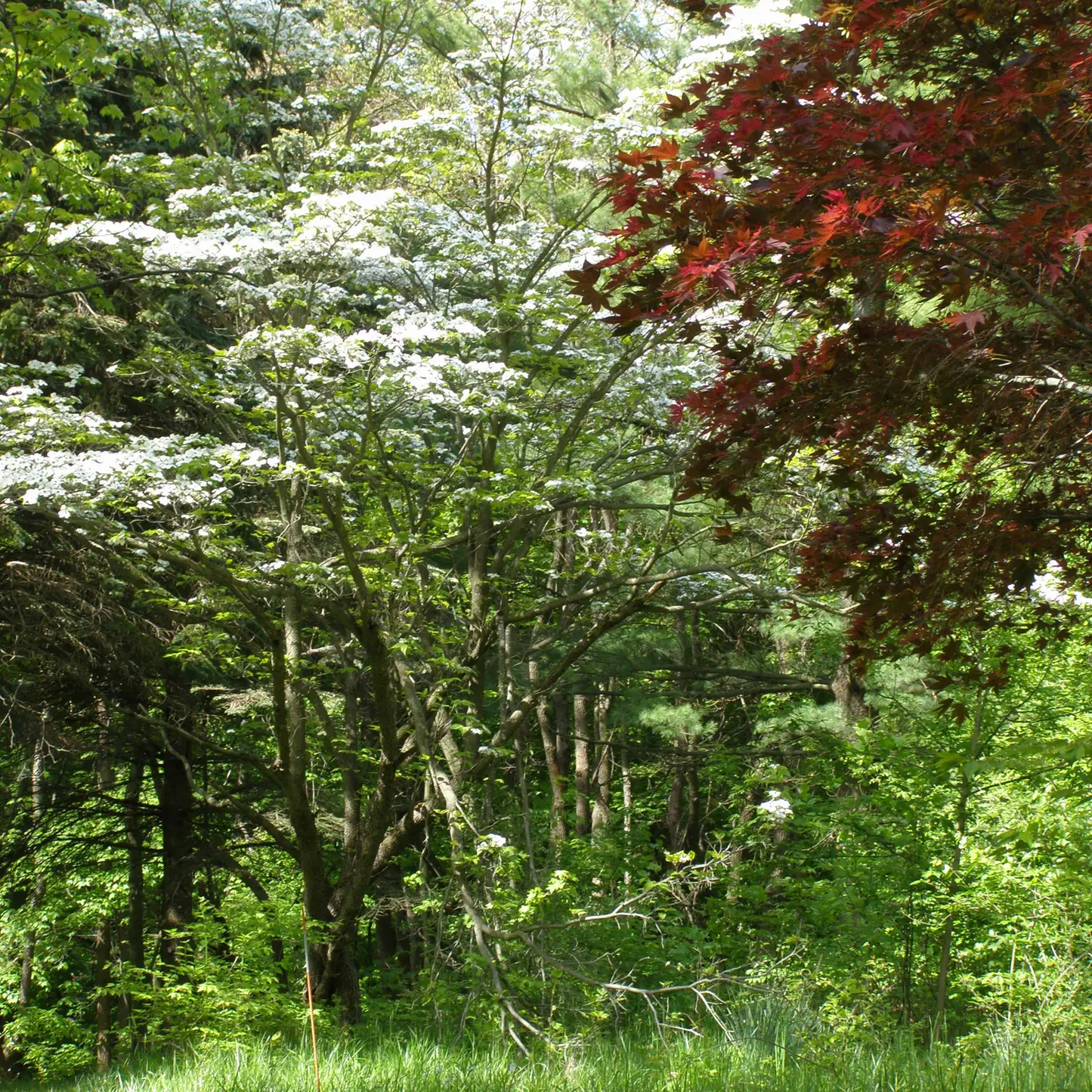 Flowering Dogwood Seed Grow Kit