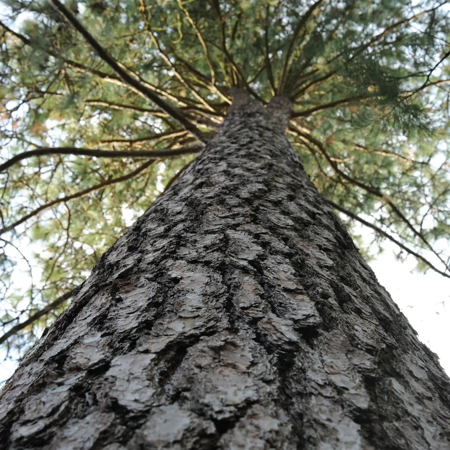 Ponderosa Pine Seed Grow Kit