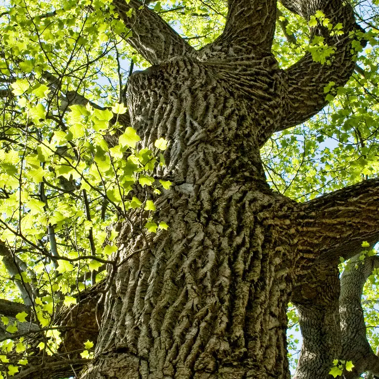 Tulip Poplar Seed Grow Kit