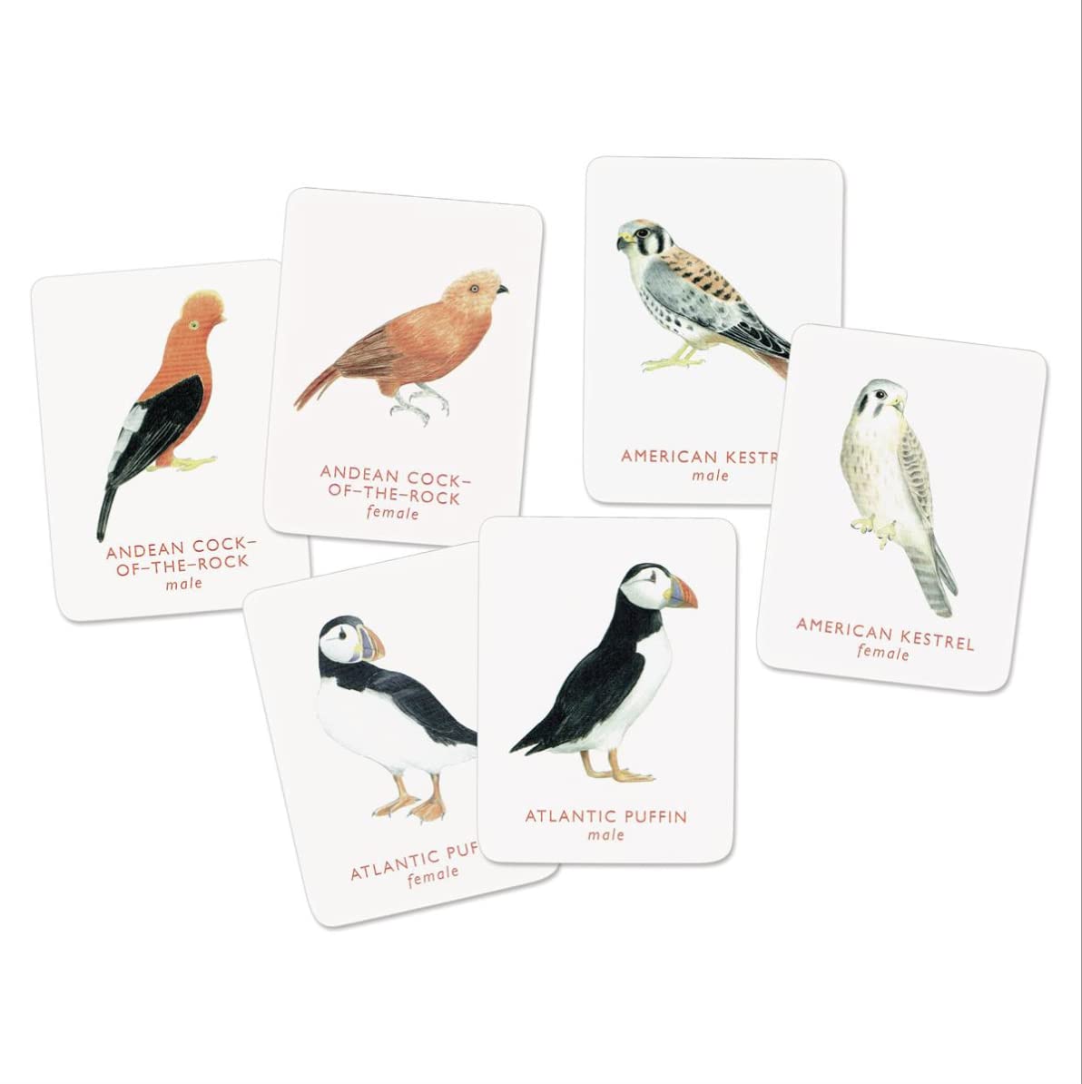 Match A Pair of Birds Game