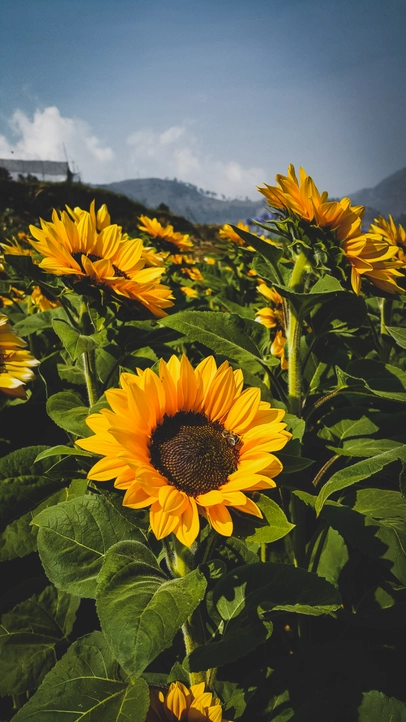 Sunflower Seed Grow Kit