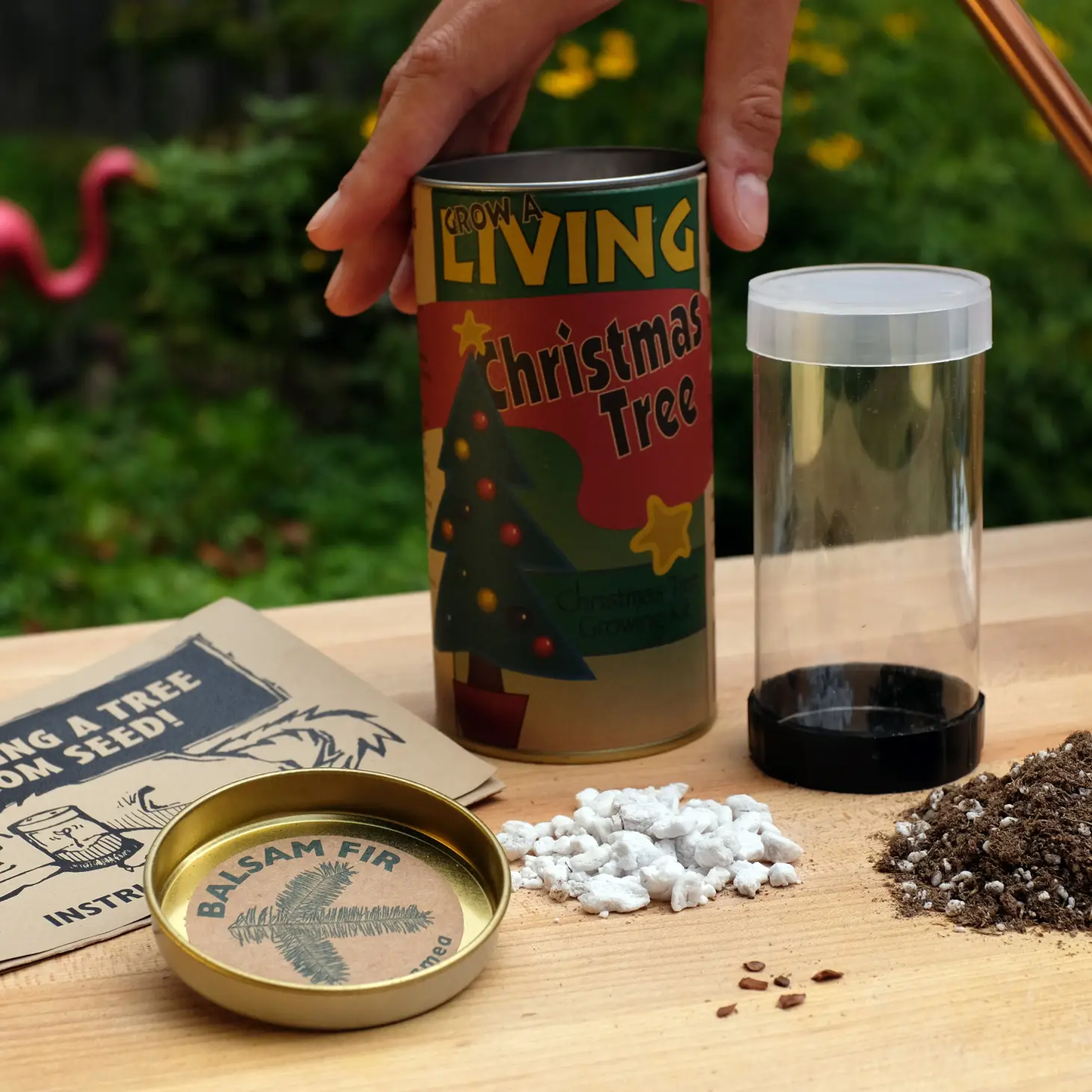 Living Christmas Tree Grow Kit