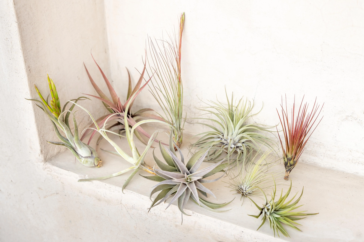 Air Plant Assorted Medium