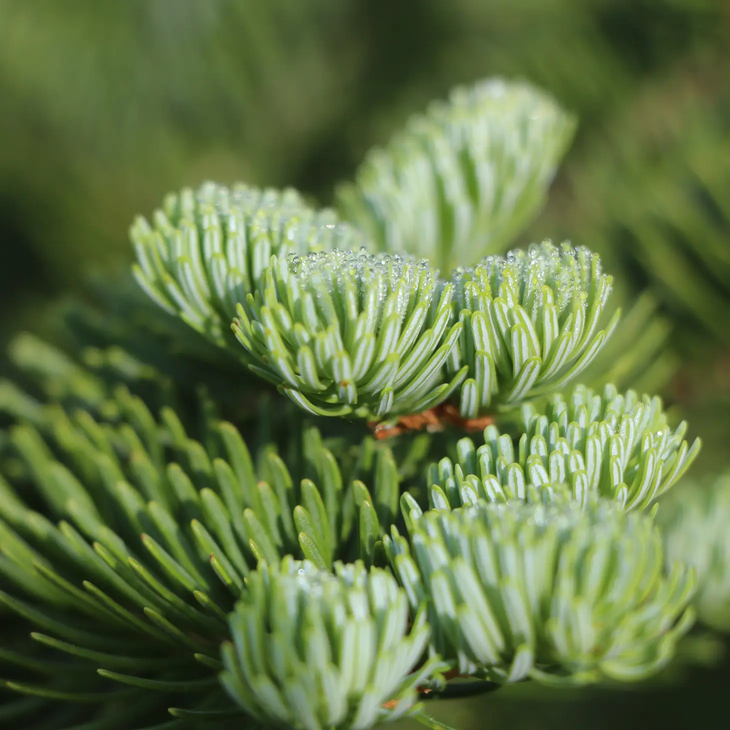 Living Christmas Tree Grow Kit
