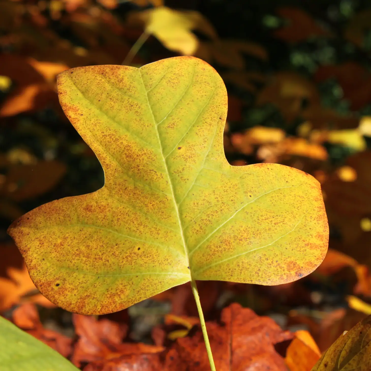 Tulip Poplar Seed Grow Kit