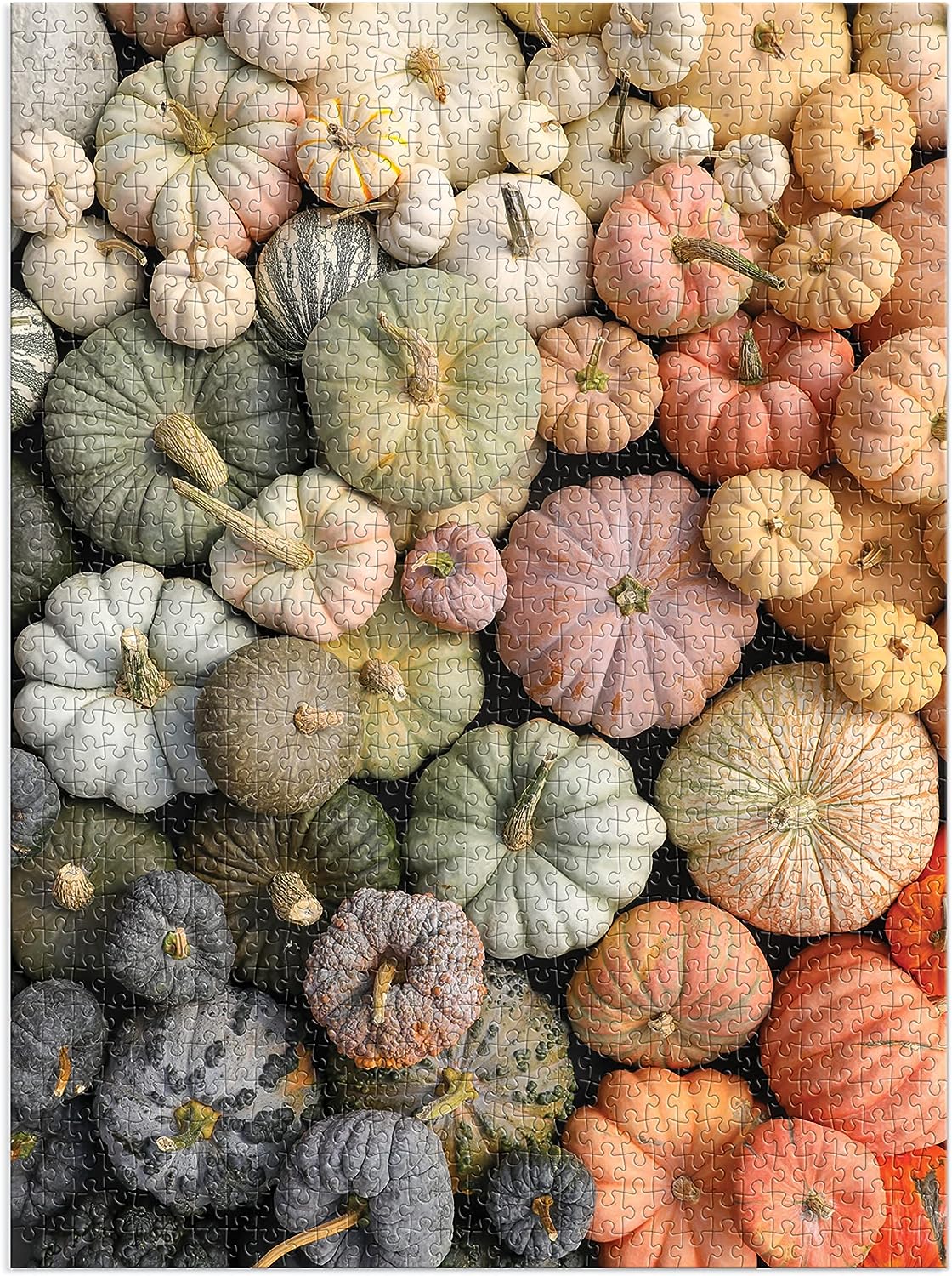 Puzzle Heirloom Pumpkins 1000pc