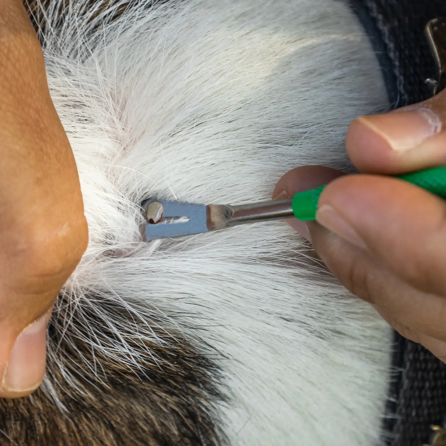 Premium Tick Remover Kit