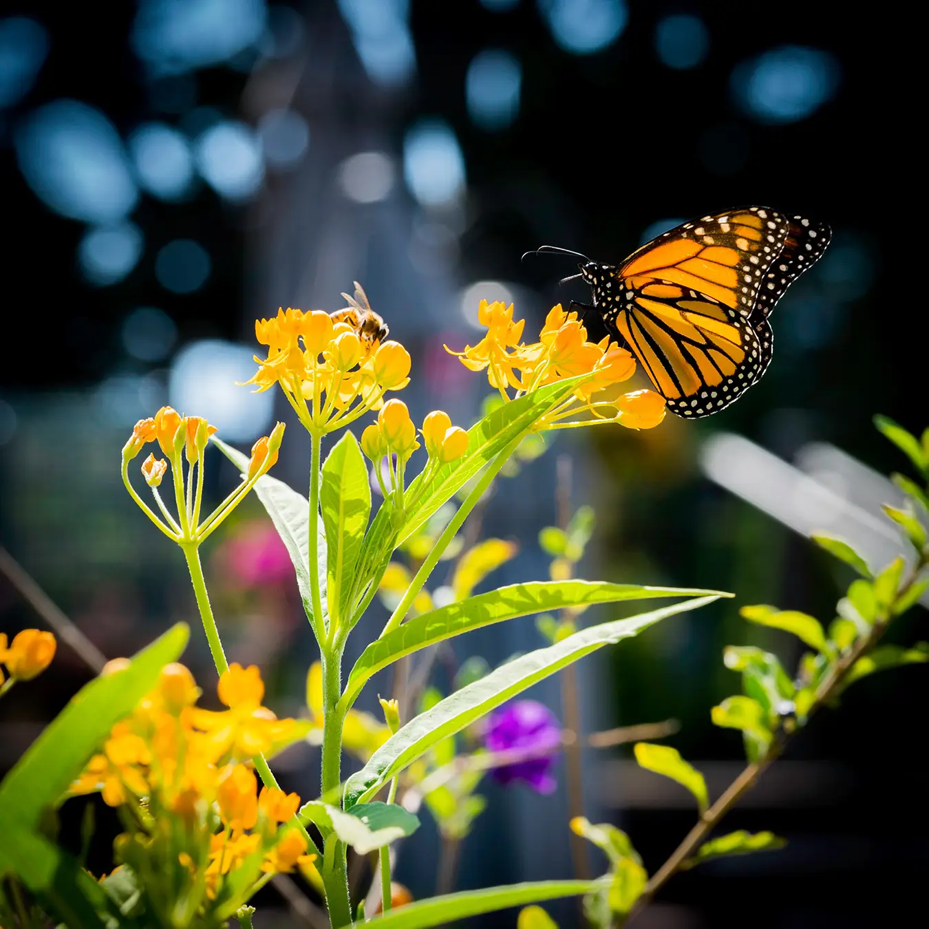 Pollinators Delight Seed Grow Kit