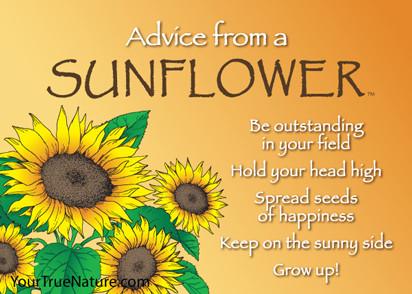 Magnet Advice from a Sunflower