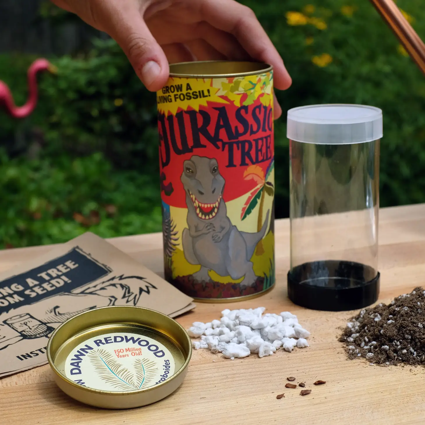 Jurassic Tree Dawn Redwood Grow Kit