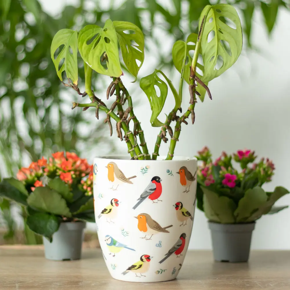 British Garden Birds Ceramic Pot