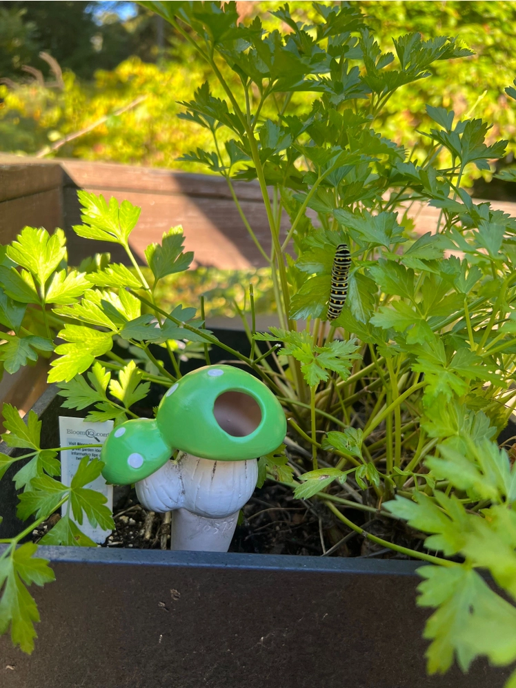 Mushroom Self Watering Spikes
