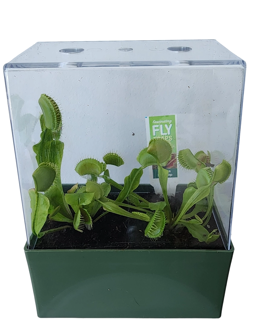 Fascinating Flytraps Square Terrarium Grow Kit