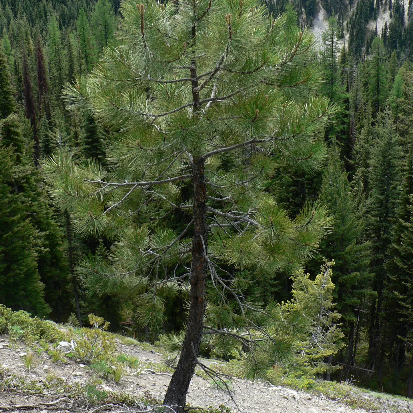 Ponderosa Pine Seed Grow Kit