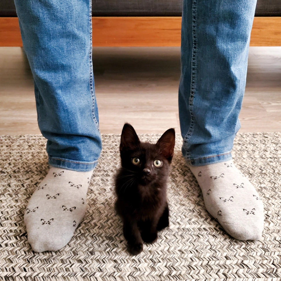 Socks That Save Cats Faces