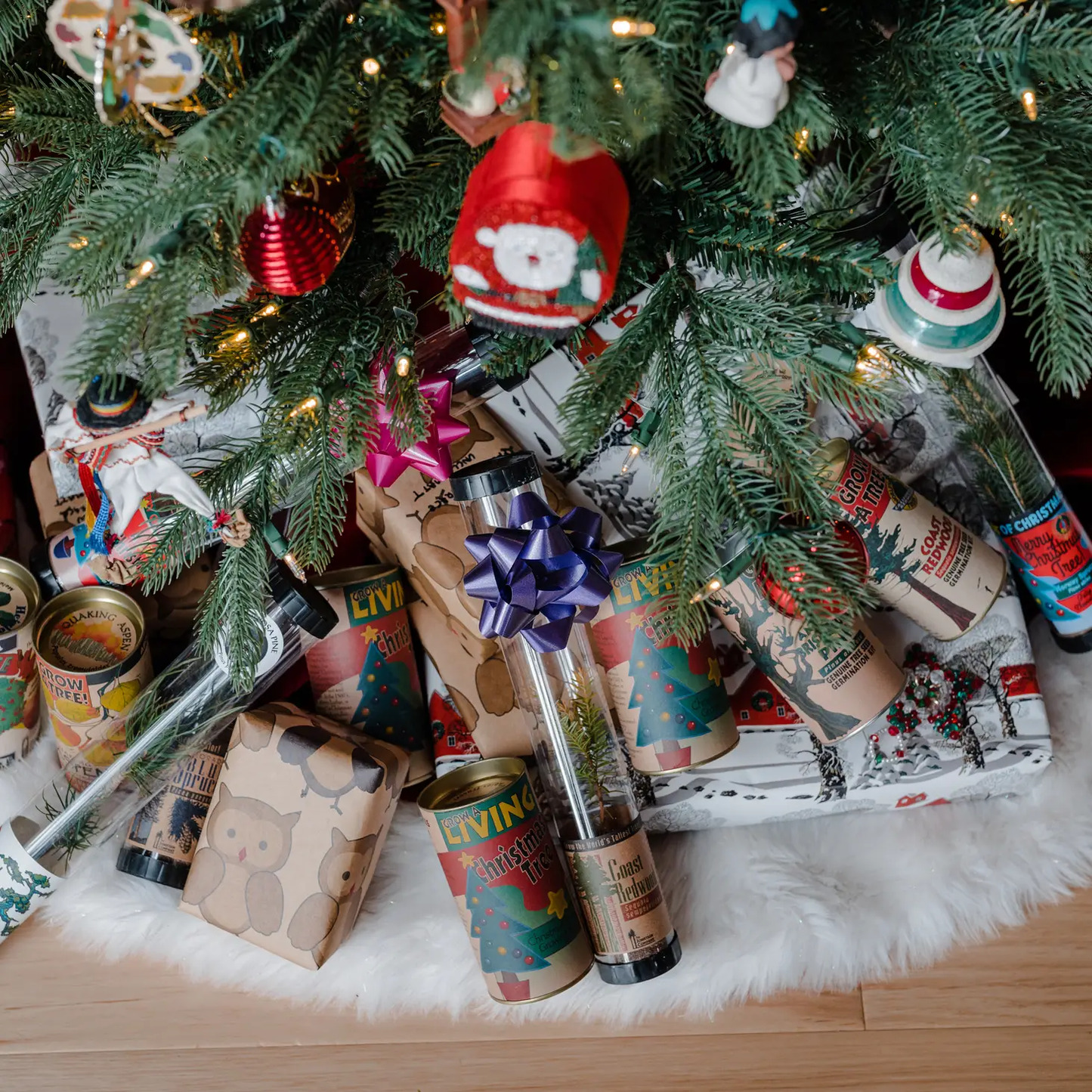 Living Christmas Tree Grow Kit