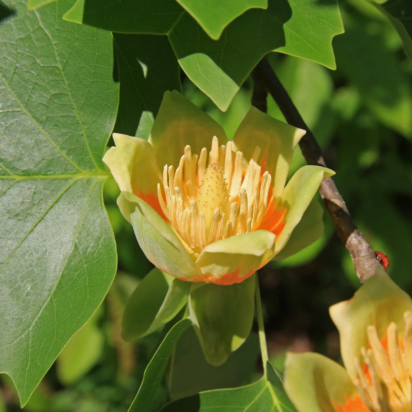 Tulip Poplar Seed Grow Kit