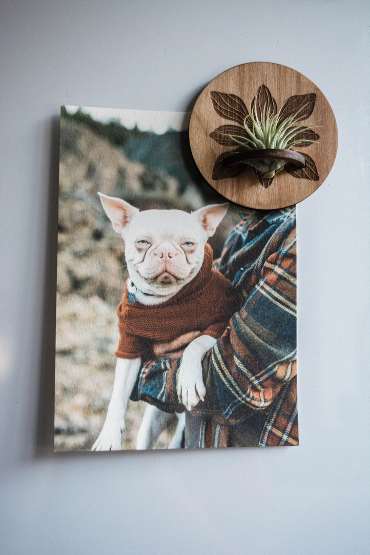 Flower Air Plant Holder Round Magnet