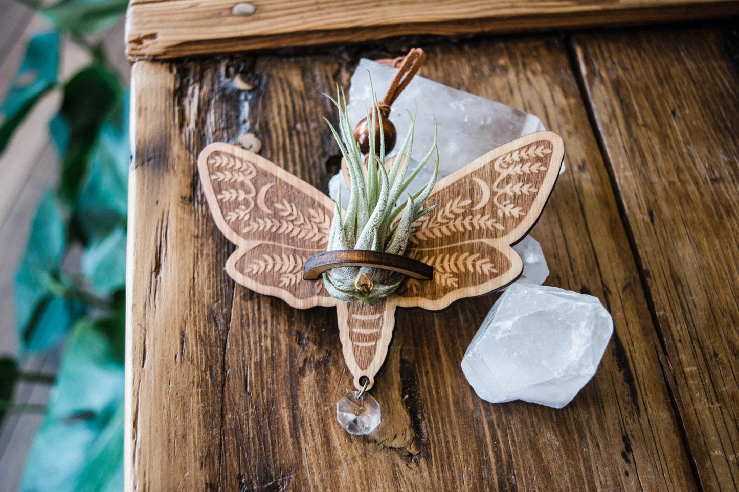 Death's Head Moth Air Plant Hanger Suncatcher