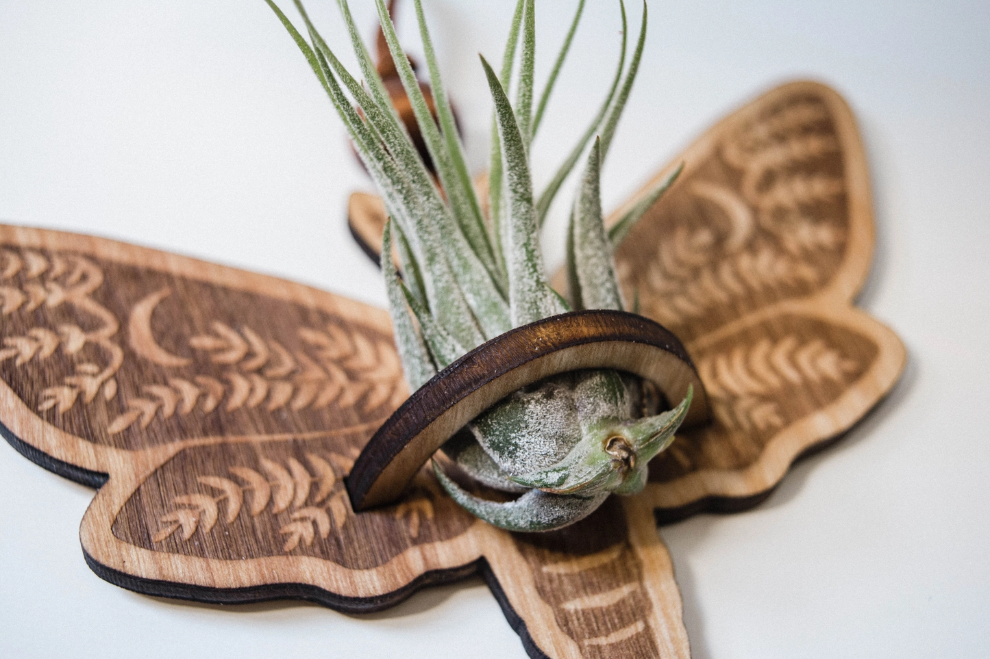 Death's Head Moth Air Plant Hanger Suncatcher