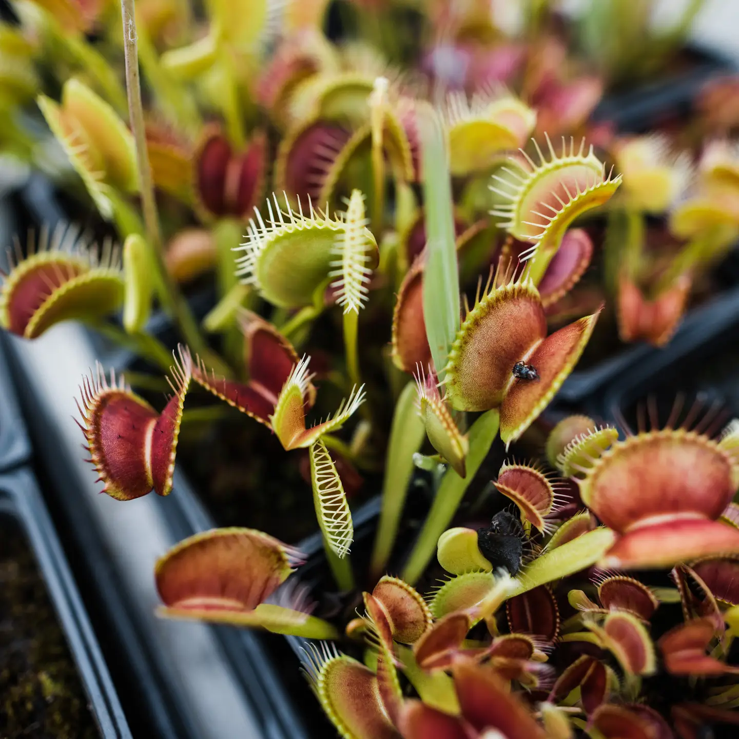 Venus Flytrap Seed Grow Kit