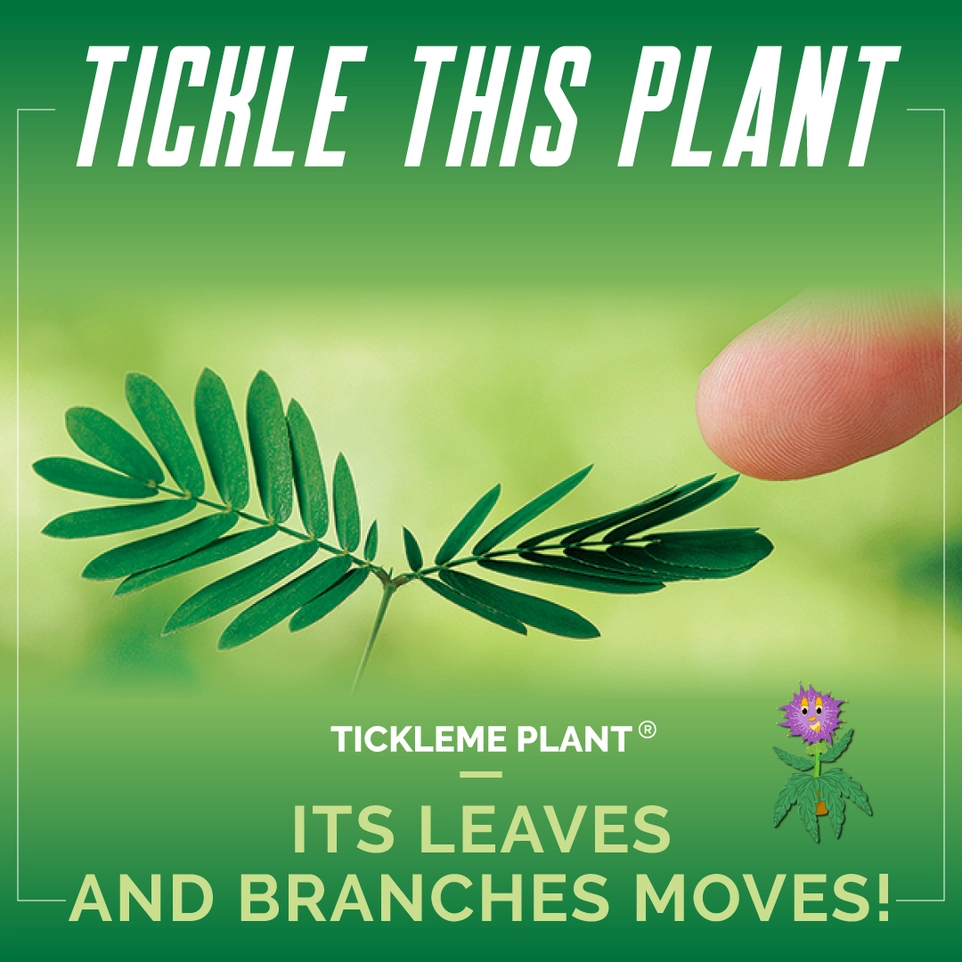 Tickle me Plant Seed Packet