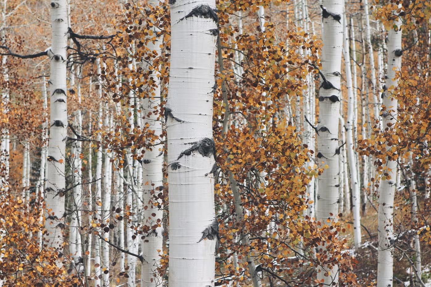 Quaking Aspen Grow Kit