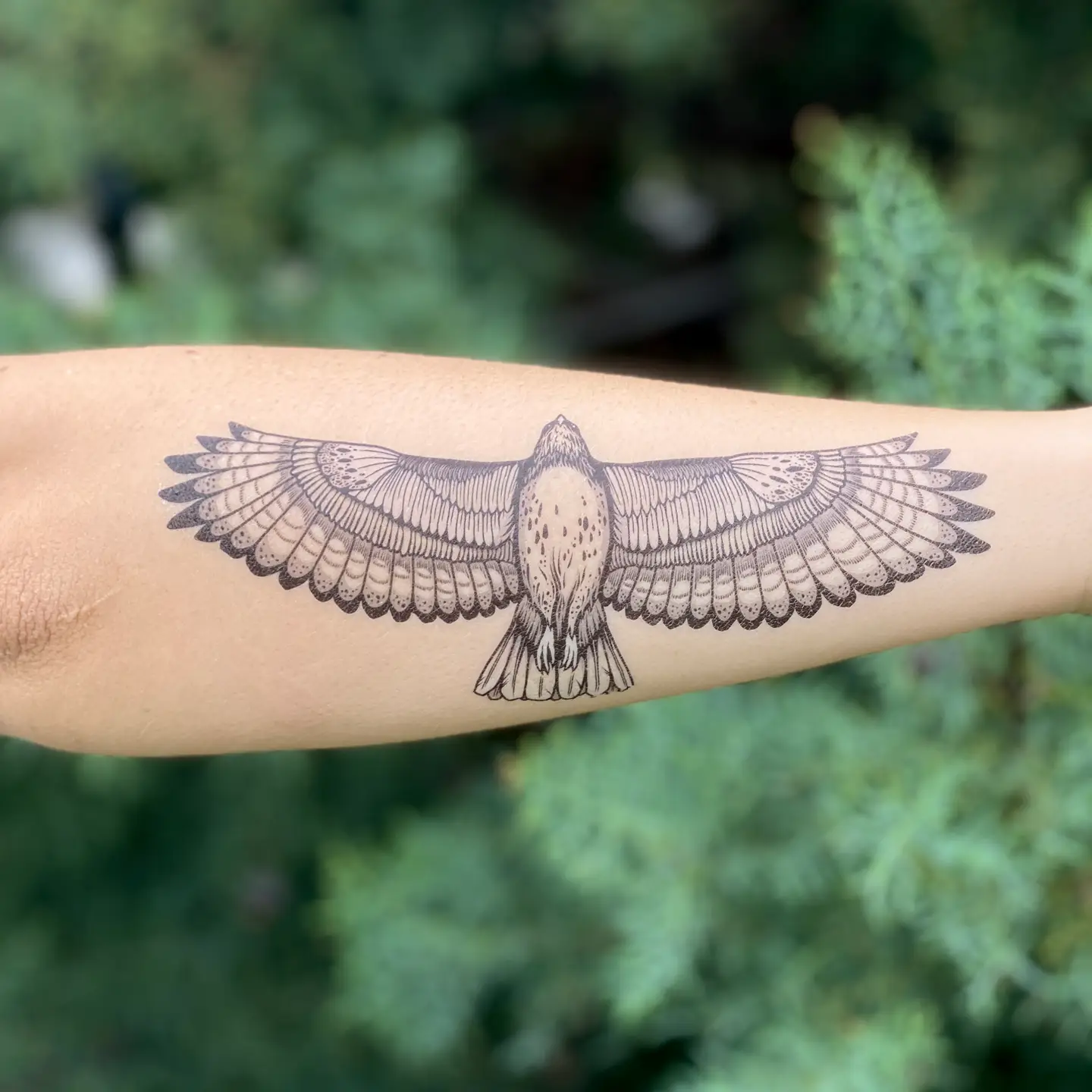 Hawk Temp Tattoo