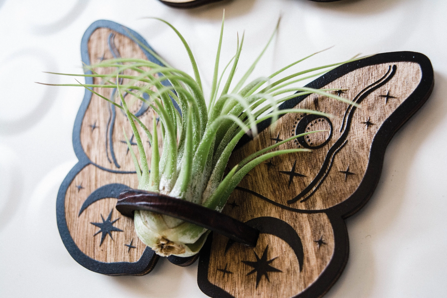 Celestial Moth Air Plant Holder Magnet