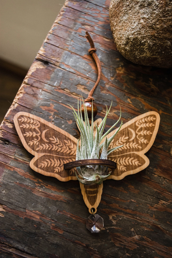 Death's Head Moth Air Plant Hanger Suncatcher