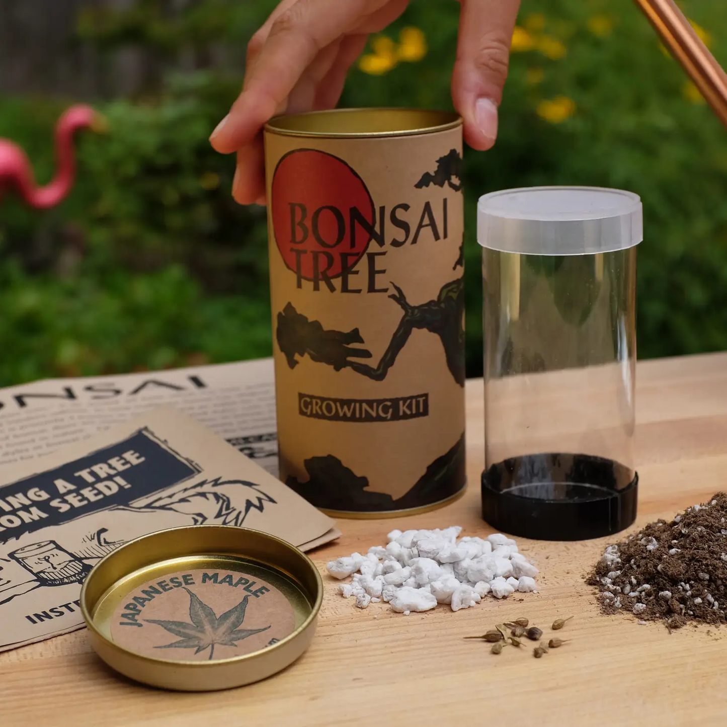 Bonsai Japanese Maple Grow Kit
