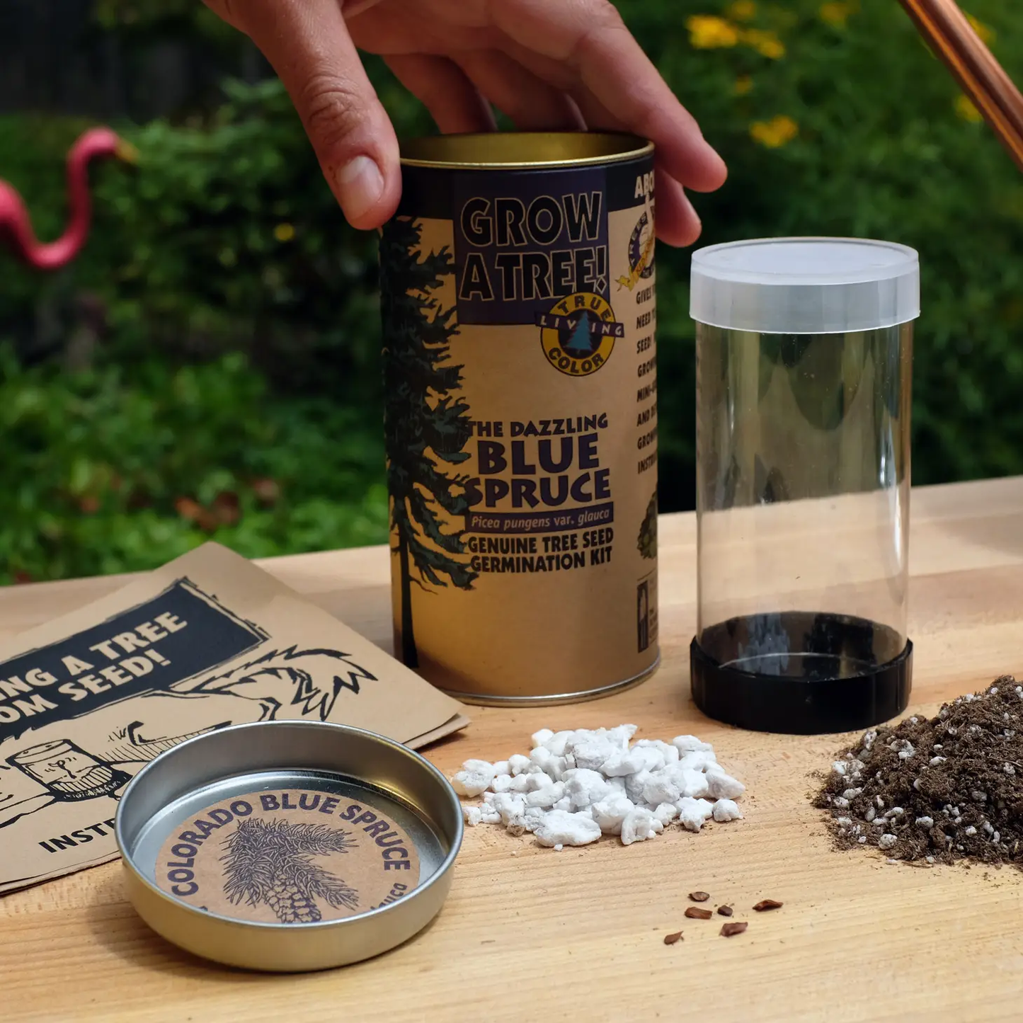 Colorado Blue Spruce Grow Kit