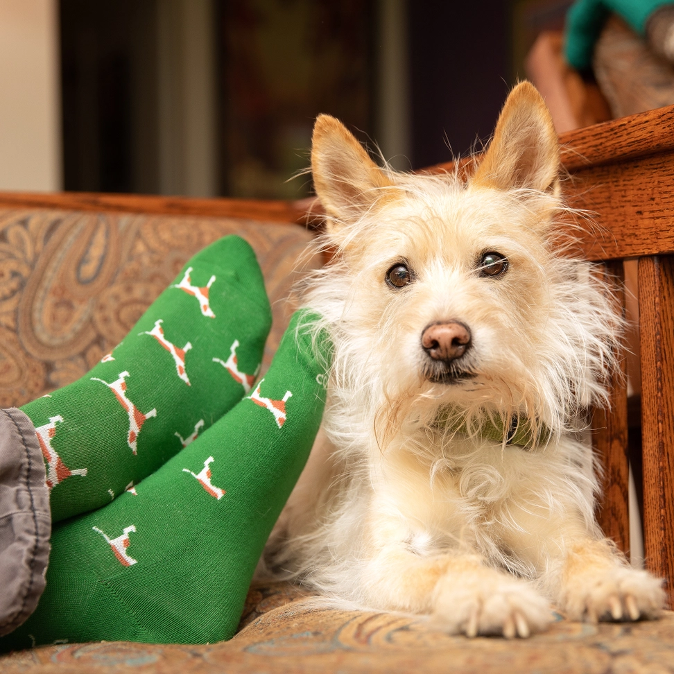 Socks That Save Dogs