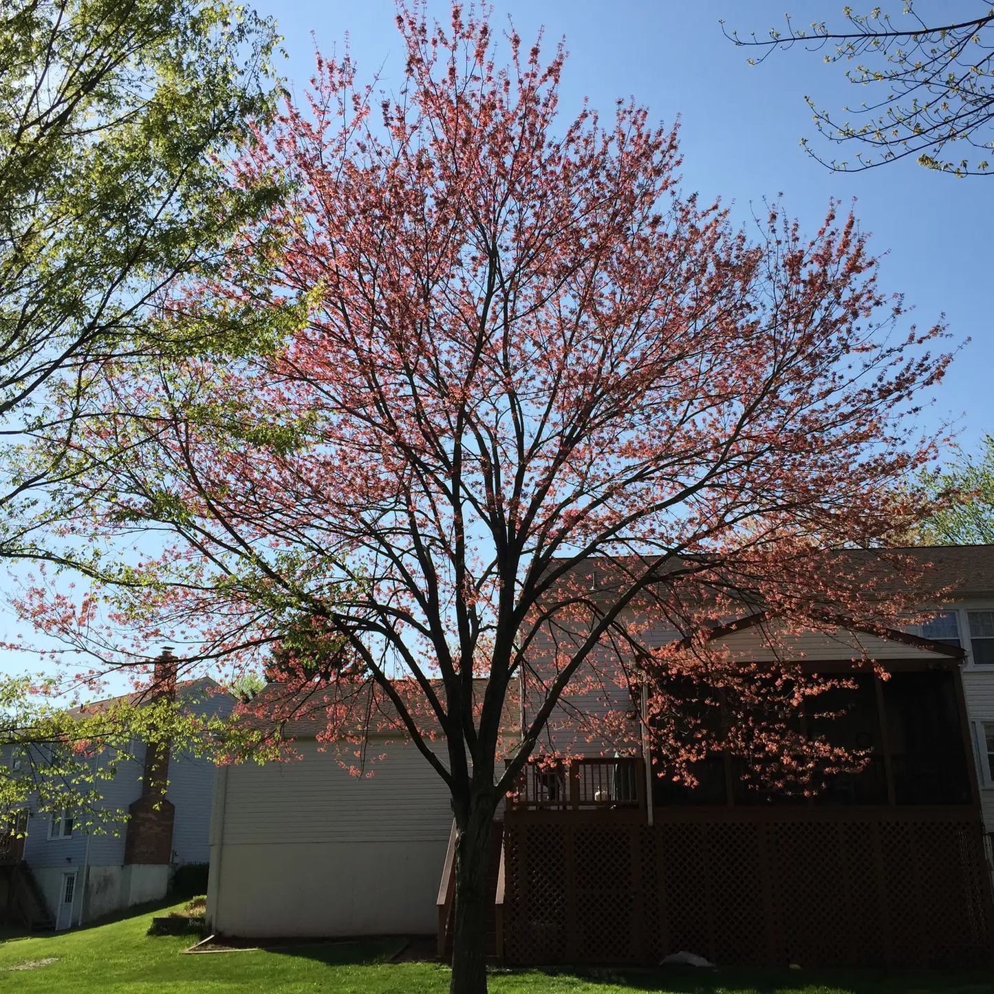 Red Maple Seed Grow Kit