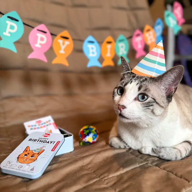 Kiko Cat Birthday Kit