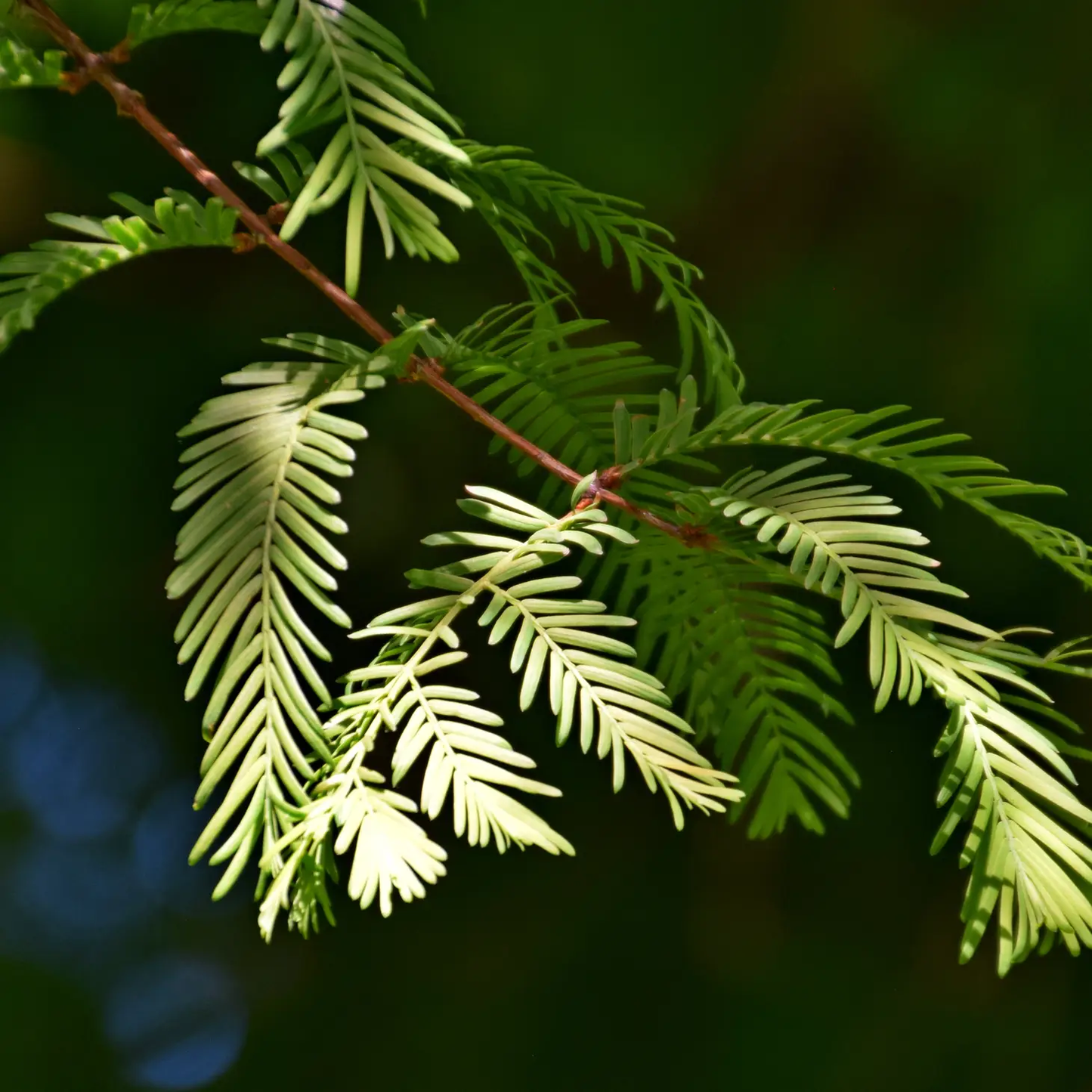 Jurassic Tree Dawn Redwood Grow Kit