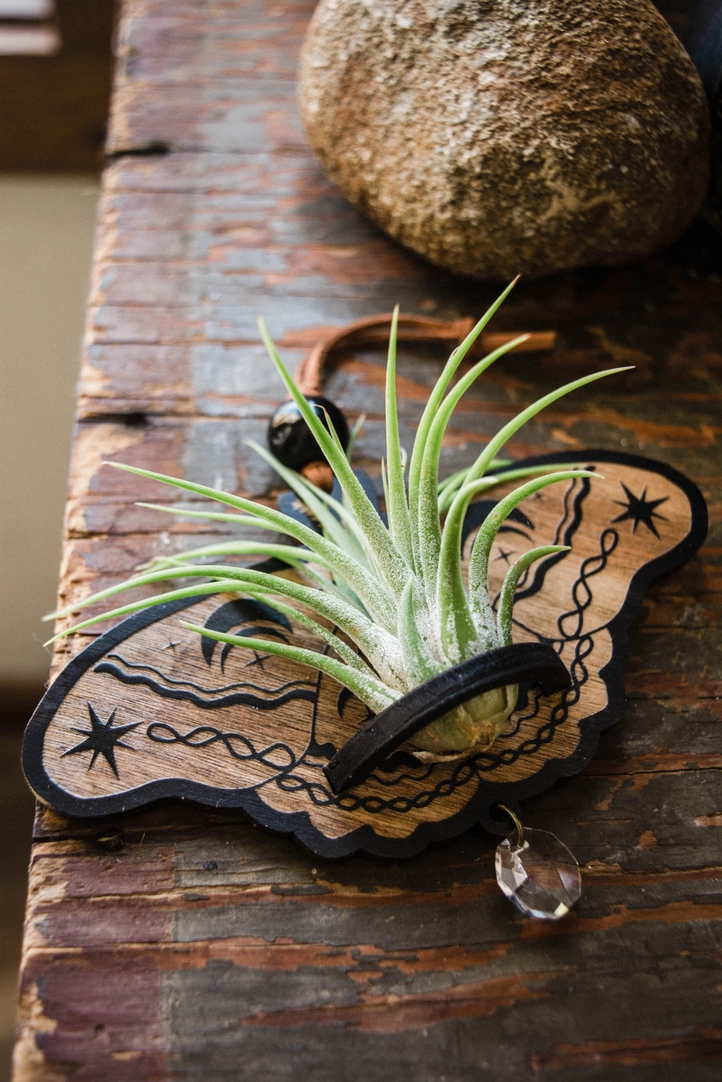 Lunar Moth Air Plant Hanger Suncatcher