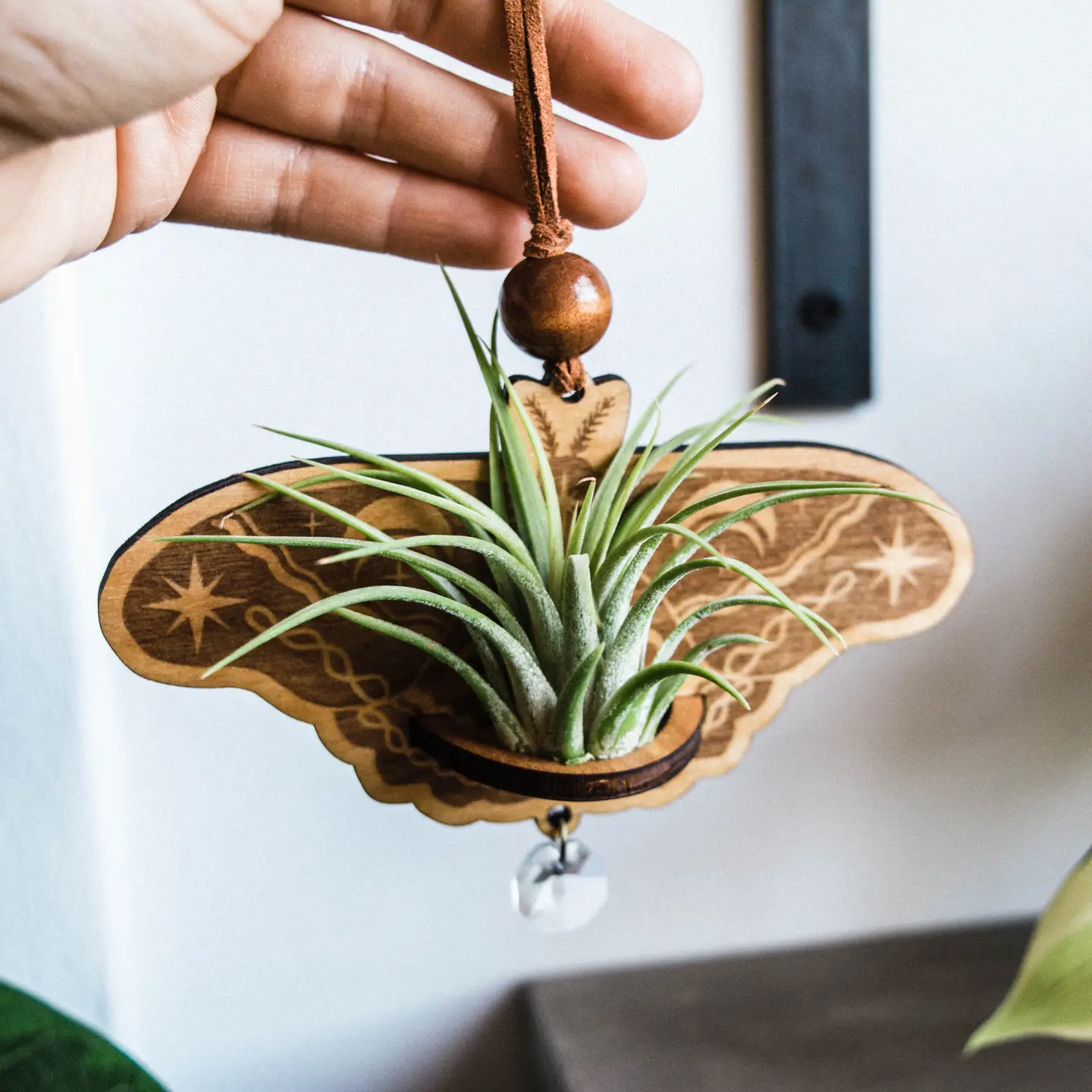 Lunar Moth Air Plant Hanger Suncatcher